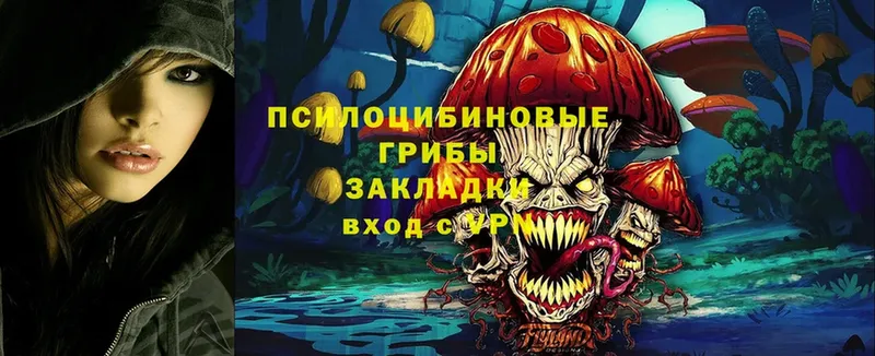 Псилоцибиновые грибы Cubensis  ОМГ ОМГ сайт  Алагир 